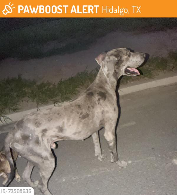 Found/Stray Male Dog last seen South mccoll, Hidalgo, TX 78557