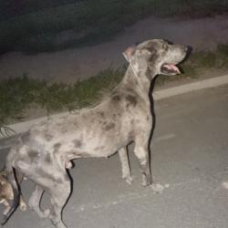 Found/Stray Male Dog last seen South mccoll, Hidalgo, TX 78557