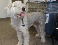 Shelter Stray Female Dog last seen , 11361 W Pico Blvd, Los Angeles, CA 90064, USA