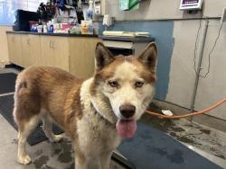 Shelter Stray Male Dog last seen , 600 Aviation Dr, Camarillo, CA 93010, USA