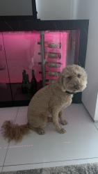 Reunited Male Dog last seen Sunset and queens road, West Hollywood, CA 90069
