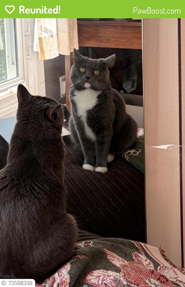 Reunited Female Cat last seen Near E 18th St Apt 3, right off of Franklin, Minneapolis, MN 55404