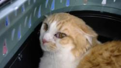 Shelter Stray Male Cat last seen Near BLOCK SKYLINE RD NE, 8920 Lomas Blvd NE, Albuquerque, NM 87112, USA