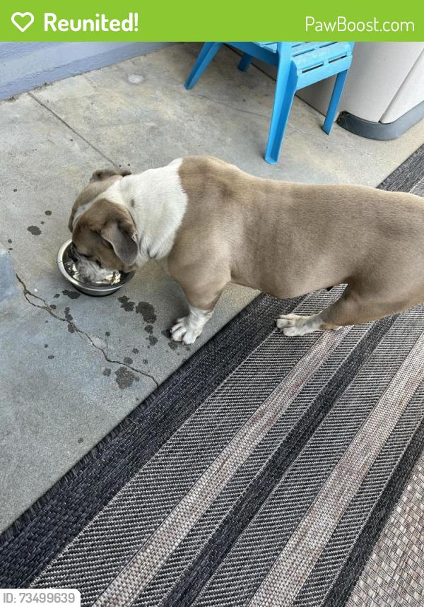 Reunited Female Dog last seen Saratoga, Salinas, CA 93906