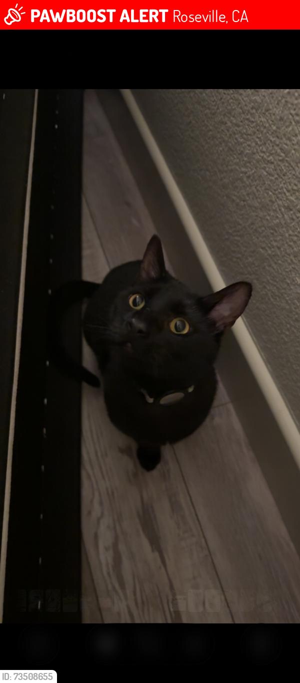 Lost Male Cat last seen Harry crabb park Roseville, Roseville, CA 95661
