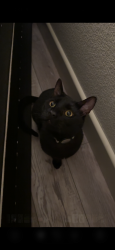 Lost Male Cat last seen Harry crabb park Roseville, Roseville, CA 95661