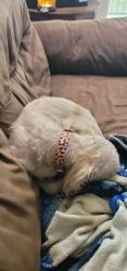 Found/Stray Unknown Dog last seen Halsey flts apmt Complex, Saint Matthews, KY 40207