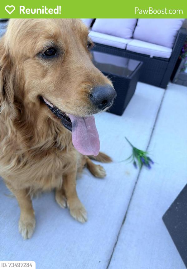 Reunited Female Dog last seen Downtown in Albuquerque, Albuquerque, NM 87102