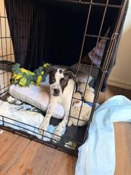 Shelter Stray Female Dog last seen Near BLOCK PROSPERITY, 4710 TX-151, San Antonio, TX 78227, USA