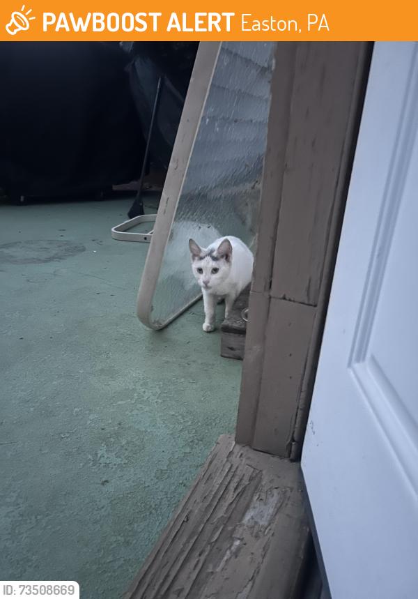 Found/Stray Unknown Cat last seen Salaam Bros, Easton, PA 18042