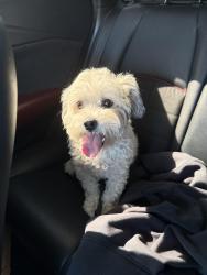 Found/Stray Female Dog last seen Bullard & Carnegie, Fresno, CA 93722