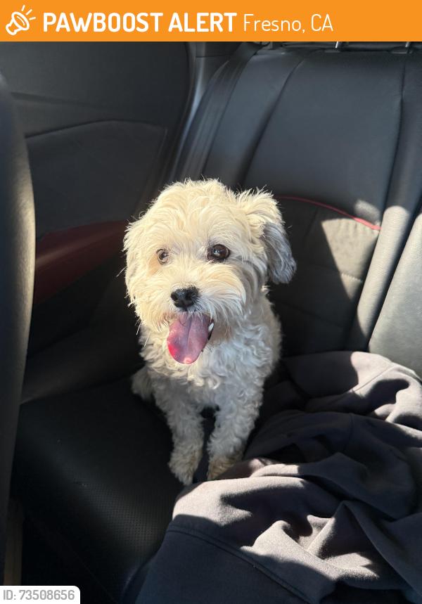 Found/Stray Female Dog last seen Bullard & Carnegie, Fresno, CA 93722