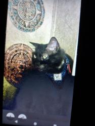 Lost Female Cat last seen South Side color park, Pittsburgh, PA 15203