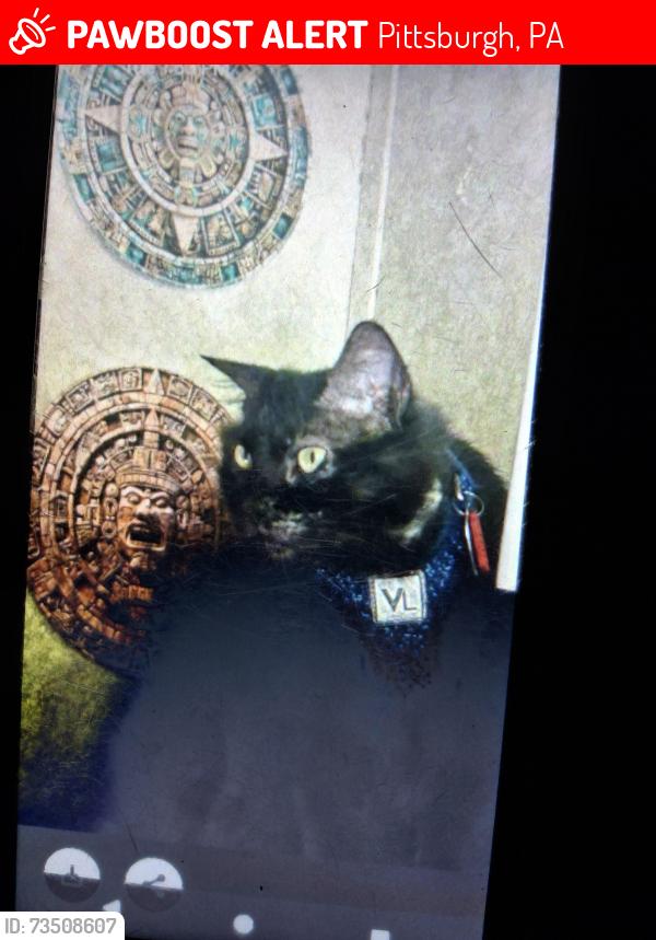 Lost Female Cat last seen South Side color park, Pittsburgh, PA 15203