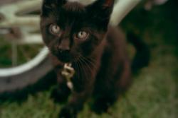 Lost Female Cat last seen Dickert road, Casey’s place, Quakertown, PA 18951