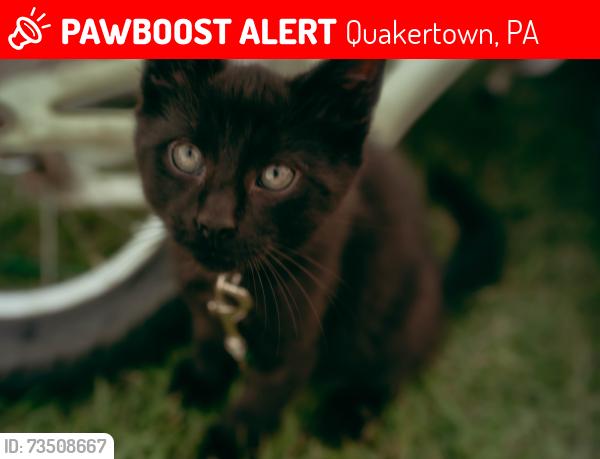 Lost Female Cat last seen Dickert road, Casey’s place, Quakertown, PA 18951