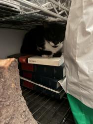 Found/Stray Male Cat last seen Brooklyn habit on the corner, New York, NY 10003