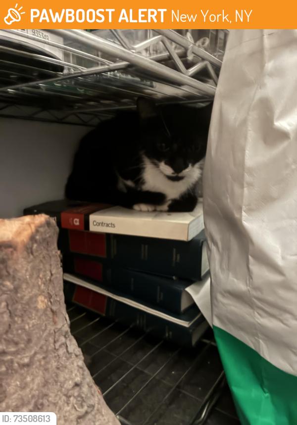 Found/Stray Male Cat last seen Brooklyn habit on the corner, New York, NY 10003