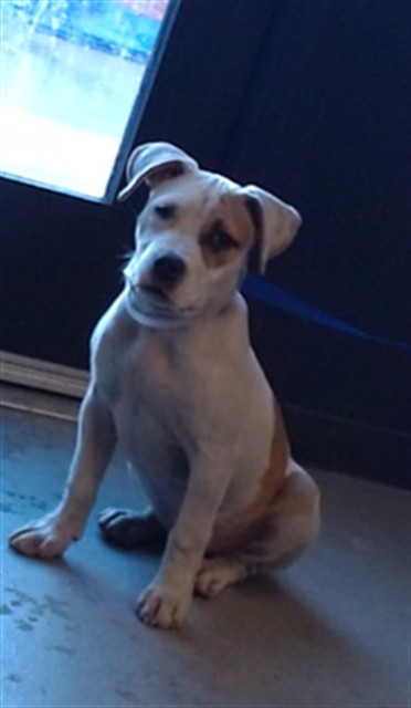 Shelter Stray Female Dog last seen TOLLAND / GALVEZ, 1419 Bryant St, San Francisco, CA 94103, USA