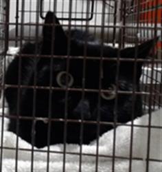 Shelter Stray Female Cat last seen ALABAMA/16TH-SPCA, 1419 Bryant St, San Francisco, CA 94103, USA