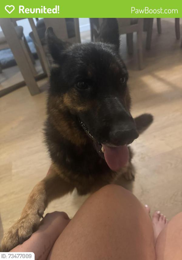 Reunited Unknown Dog last seen Pinehill Lane and Virginia Terrace, Santa Paula, CA 93060