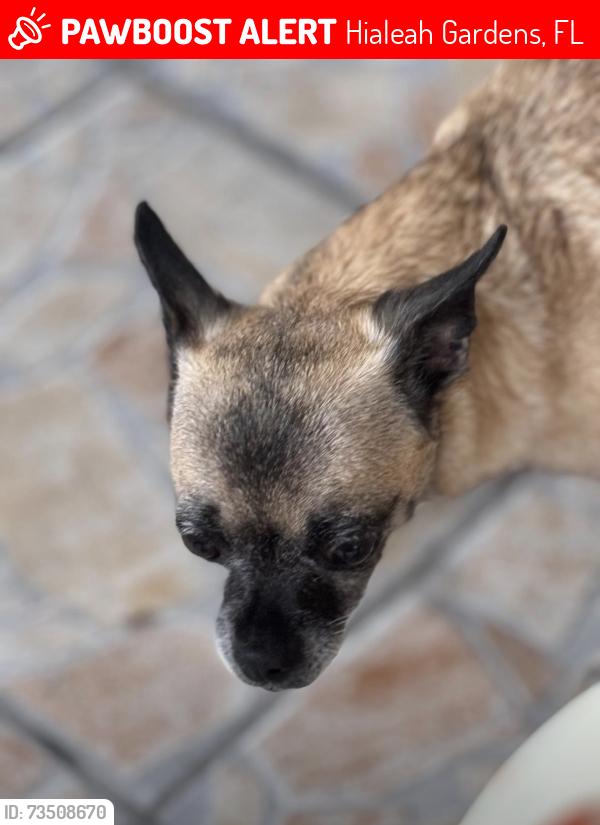 Lost Female Dog last seen Hialeah Gardens, Hialeah Gardens, FL 33018