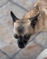 Lost Female Dog last seen Hialeah Gardens, Hialeah Gardens, FL 33018