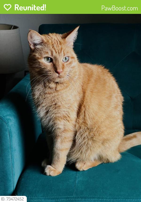 Reunited Male Cat last seen Donnelly Avenue and Tremont Avenue, Fort Worth, TX 76107