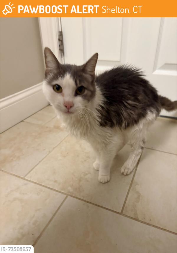 Found/Stray Female Cat last seen Near Chaucer Drive, shelton, CT 06484, Shelton, CT 06484