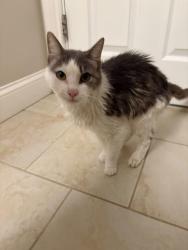 Found/Stray Female Cat last seen Near Chaucer Drive, shelton, CT 06484, Shelton, CT 06484