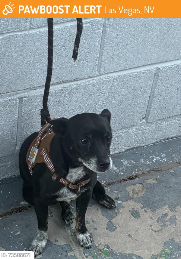Found/Stray Male Dog last seen Decatur and Alta, Las Vegas, NV 89107