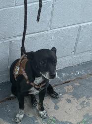Found/Stray Male Dog last seen Decatur and Alta, Las Vegas, NV 89107