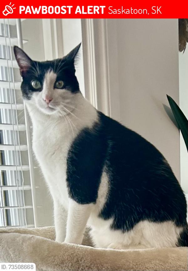 Lost Male Cat last seen Stensrud, McCormand, Saskatoon, SK 
