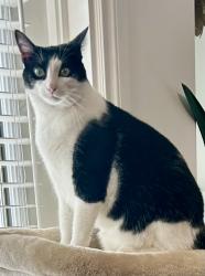 Lost Male Cat last seen Stensrud, McCormand, Saskatoon, SK 