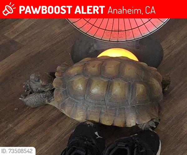 Lost Male Reptile last seen Ball Rd and Beacon Ave, Anaheim, CA 92804