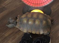 Lost Male Reptile last seen Ball Rd and Beacon Ave, Anaheim, CA 92804