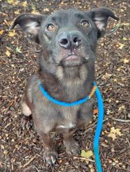 Shelter Stray Female Dog last seen Near BLOCK VANDERWOOD DR,63033, 10521 Baur Blvd, Olivette, MO 63132, USA