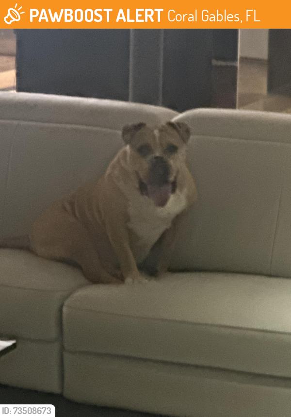 Found/Stray Male Dog last seen Hardee and San Vicente, Coral Gables, FL 33146