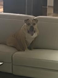 Found/Stray Male Dog last seen Hardee and San Vicente, Coral Gables, FL 33146