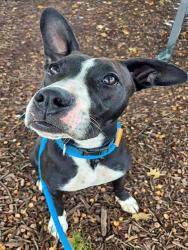 Shelter Stray Female Dog last seen Near BLOCK CAMPUS COURT/63042, 10521 Baur Blvd, Olivette, MO 63132, USA