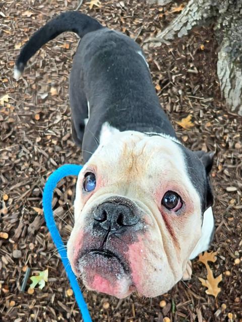 Shelter Stray Male Dog last seen REDMAN,63138, 10521 Baur Blvd, Olivette, MO 63132, USA