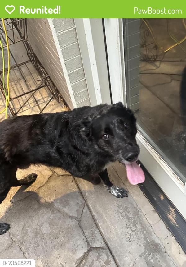 Reunited Unknown Dog last seen Near Memphis near Southcrest baptist, Lubbock, TX 79423