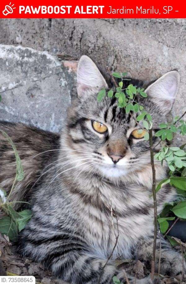Lost Male Cat last seen Rua Jonas Barbosa filho, Jardim Marilu, SP 08371-700
