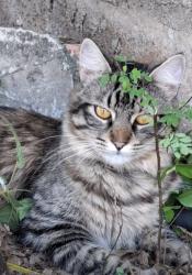 Lost Male Cat last seen Rua Jonas Barbosa filho, Jardim Marilu, SP 08371-700