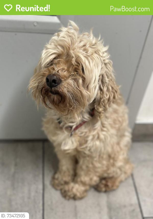 Reunited Male Dog last seen 46th and Woodlawn, Kenwood neighborhood, Chicago, IL 60653