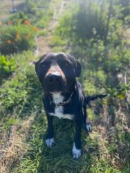 Reunited Male Dog last seen Angier Rd, Kennebec Rd, Angier, NC 27501