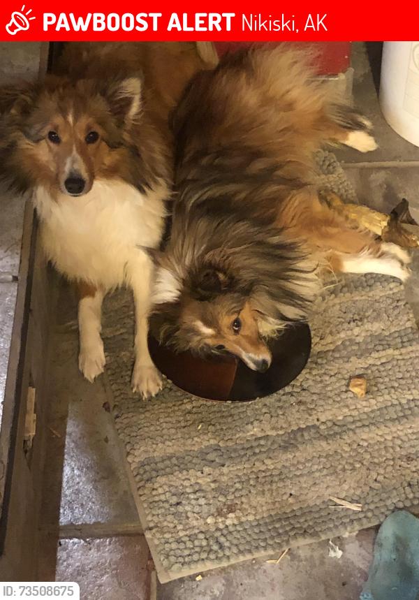 Lost Female Dog last seen Jean st. By the red building, Nikiski, AK 99611