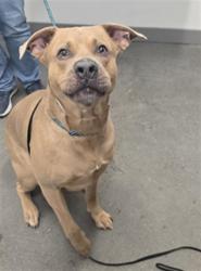 Shelter Stray Male Dog last seen BASELINE RD AND SOSSAMAN RD, 1920 S Lewis, Mesa, AZ 85210, USA