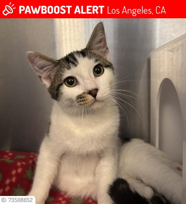 Lost Male Cat last seen Selby Ave. & Massachusetts Ave, 90024, Los Angeles, CA 90024