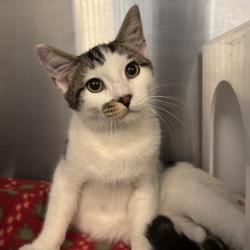 Lost Male Cat last seen Selby Ave. & Massachusetts Ave, 90024, Los Angeles, CA 90024